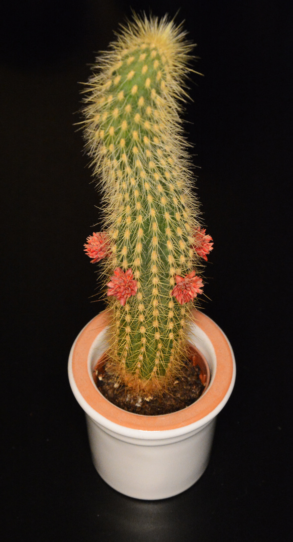 The cactus on table