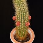 The cactus on table