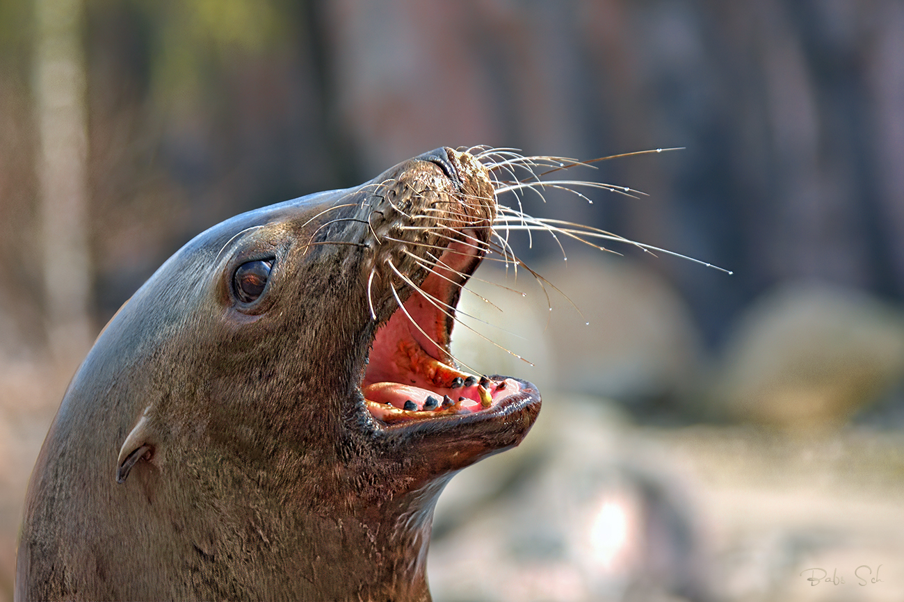 The Californian sea lion