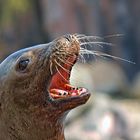 The Californian sea lion