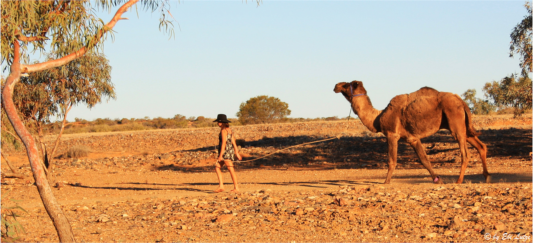 *** The Camel Girl ***