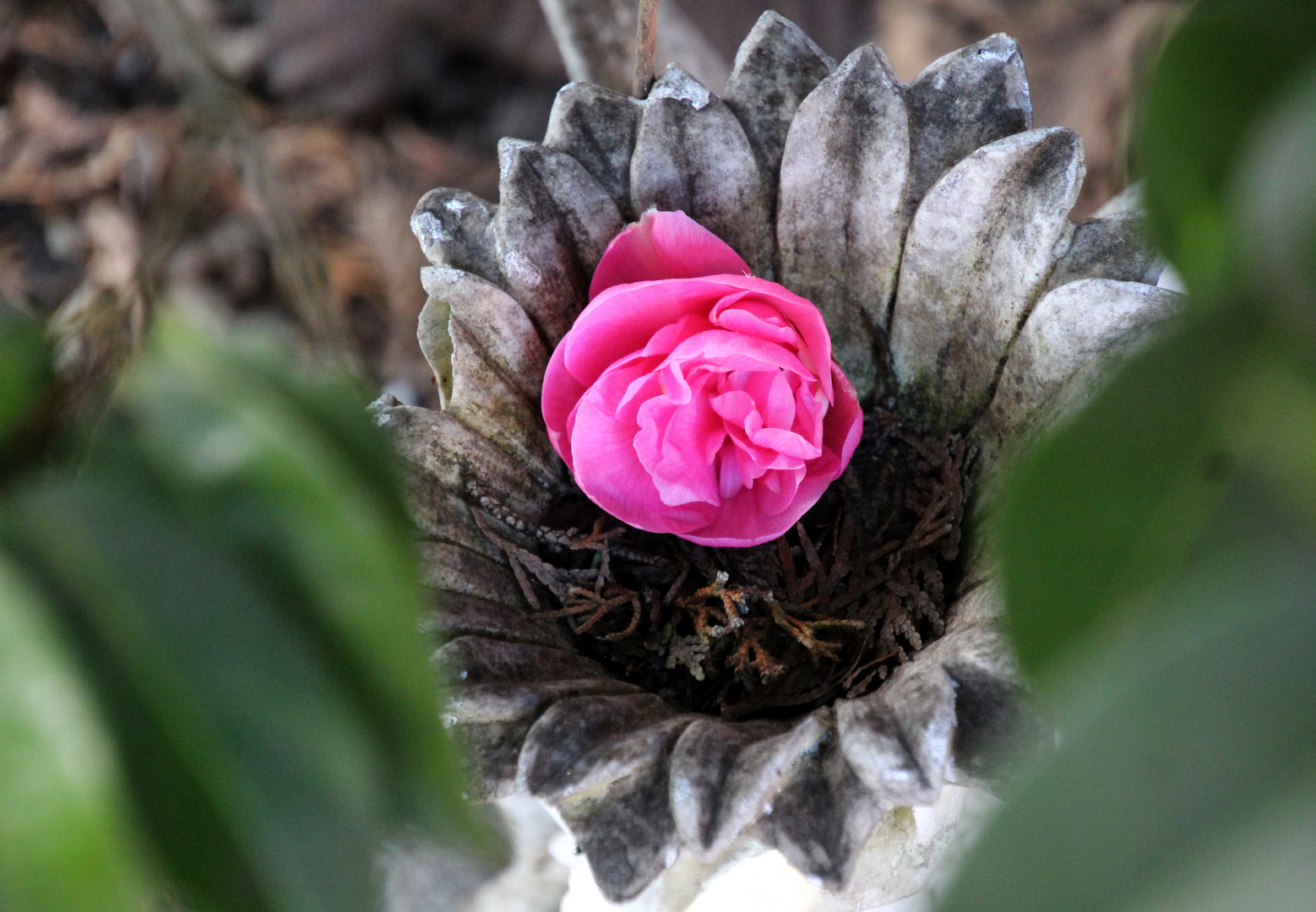 ~   the camellia flower  ~