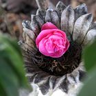 ~   the camellia flower  ~