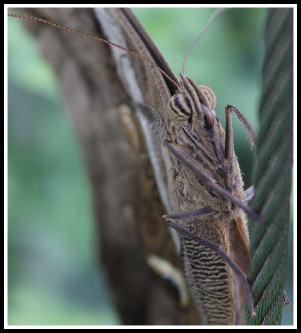 The Camo Eyed Butterfly