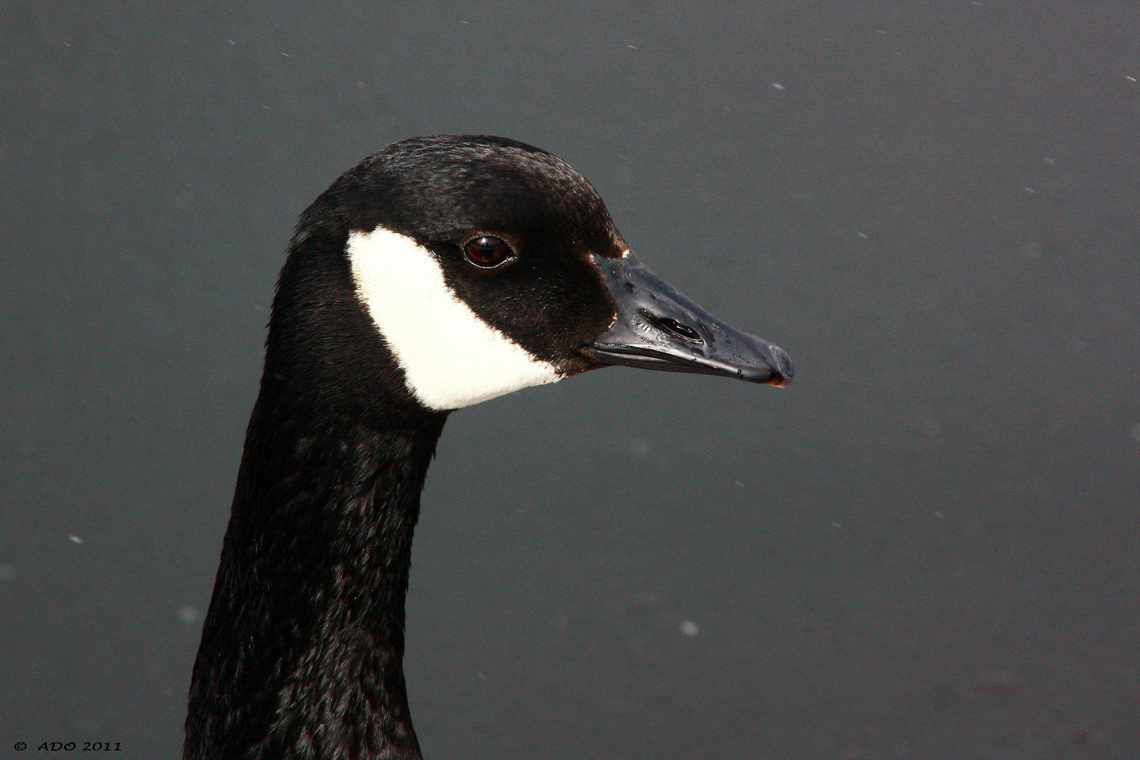 The Canada Goose