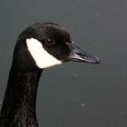 The Canada Goose