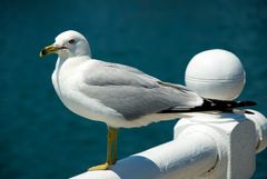 The canadian seagull