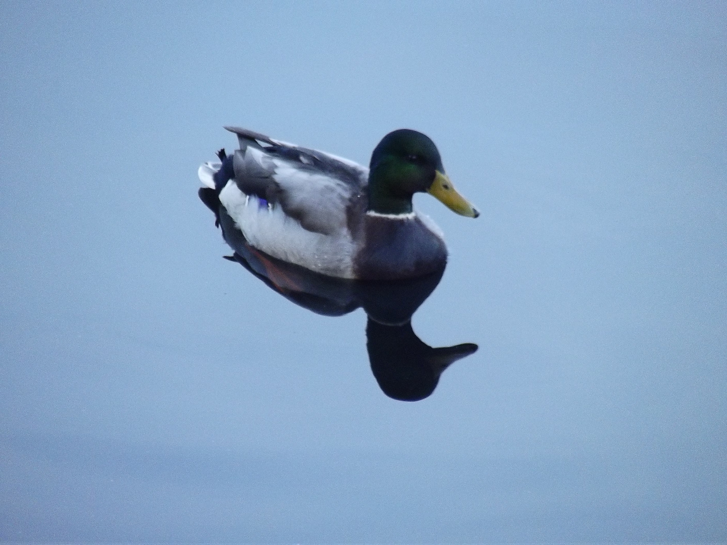 The Canard