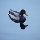 The Canard