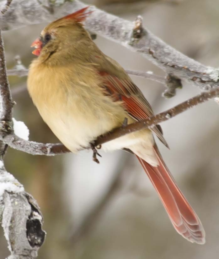 The Cardinal Lady