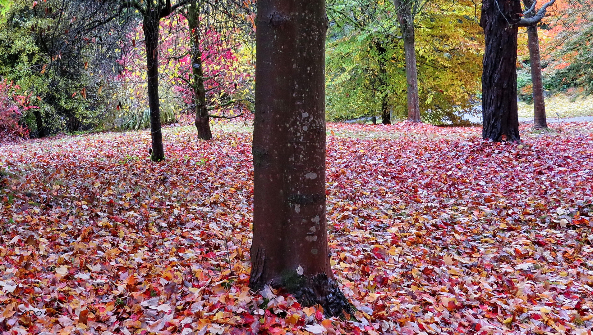 The Carpet