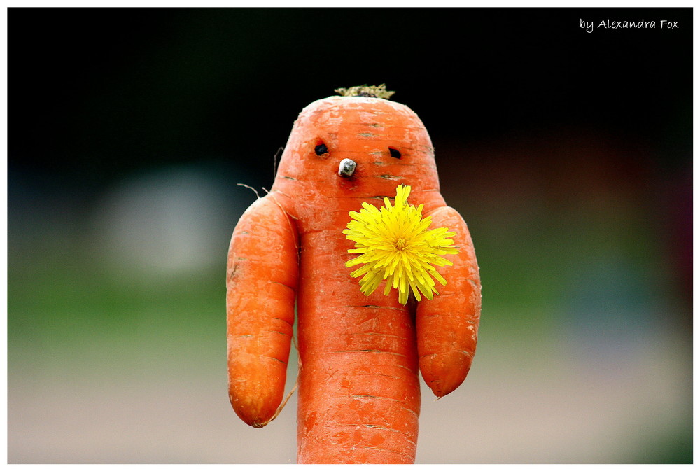 . the carrotking .