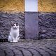 Katzen