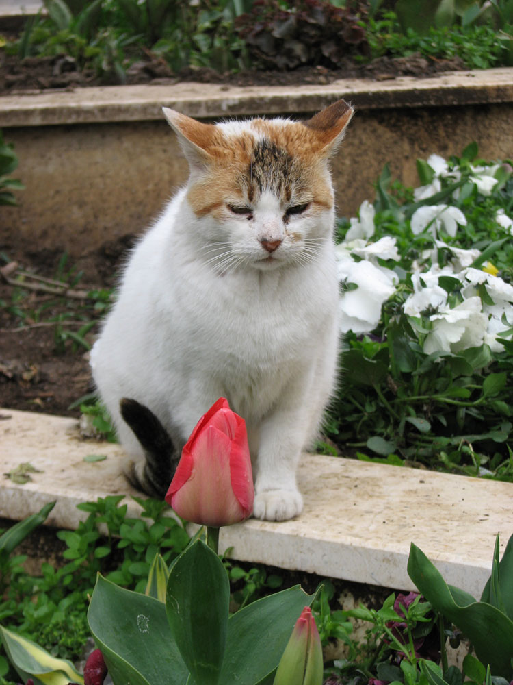 The cat and the flower...