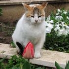 The cat and the flower...