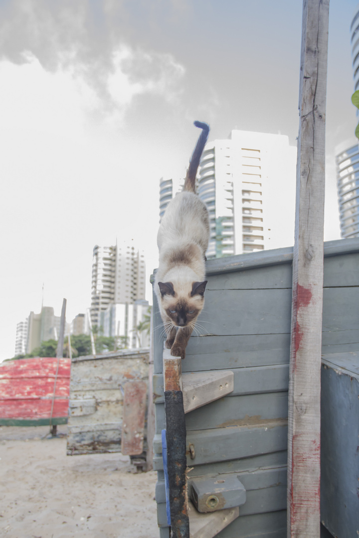 The Cat - Brasilien, Fortaleza (Ceará)