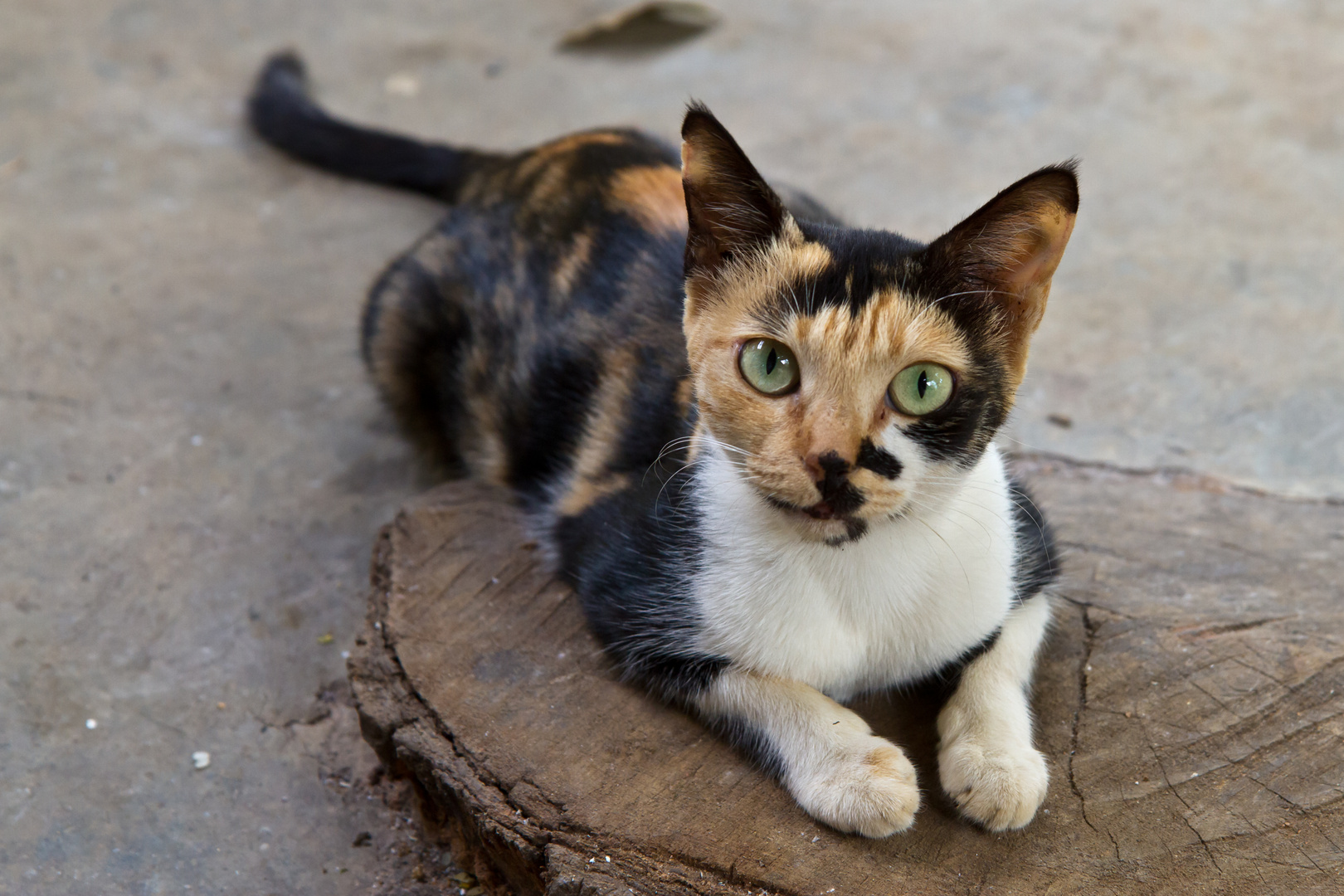 The Cat - Hier mal eine "Straßenkatze" aus SriLanka