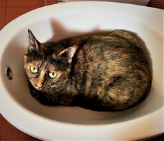 The cat in the bidet