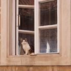 The cat in the window...