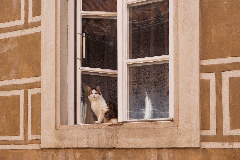 The cat in the window...