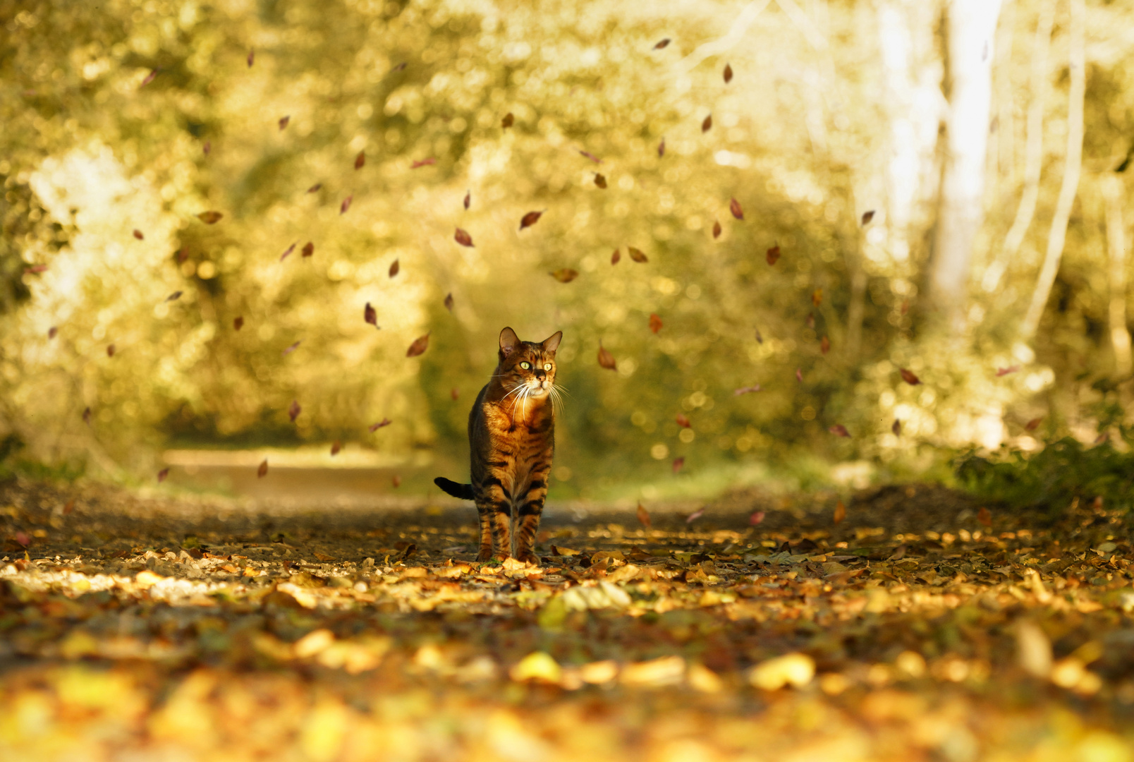 The cat is nature´s beauty