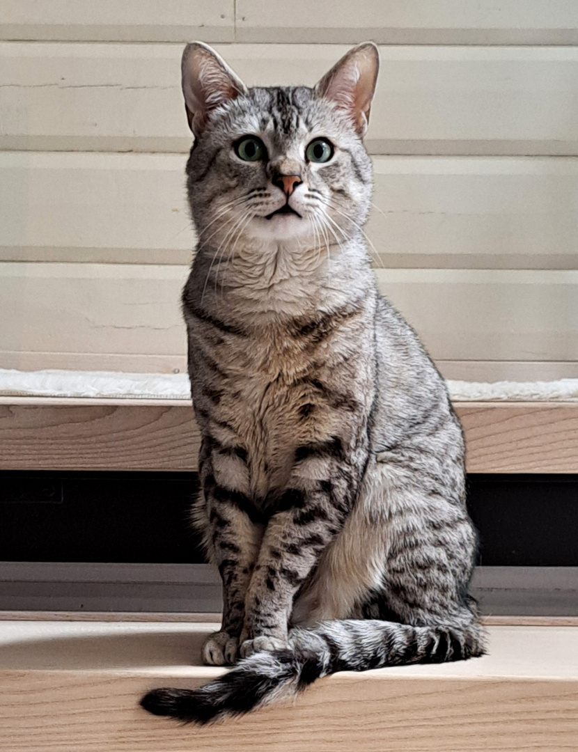 The cat named Chriseo