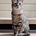 The cat named Chriseo