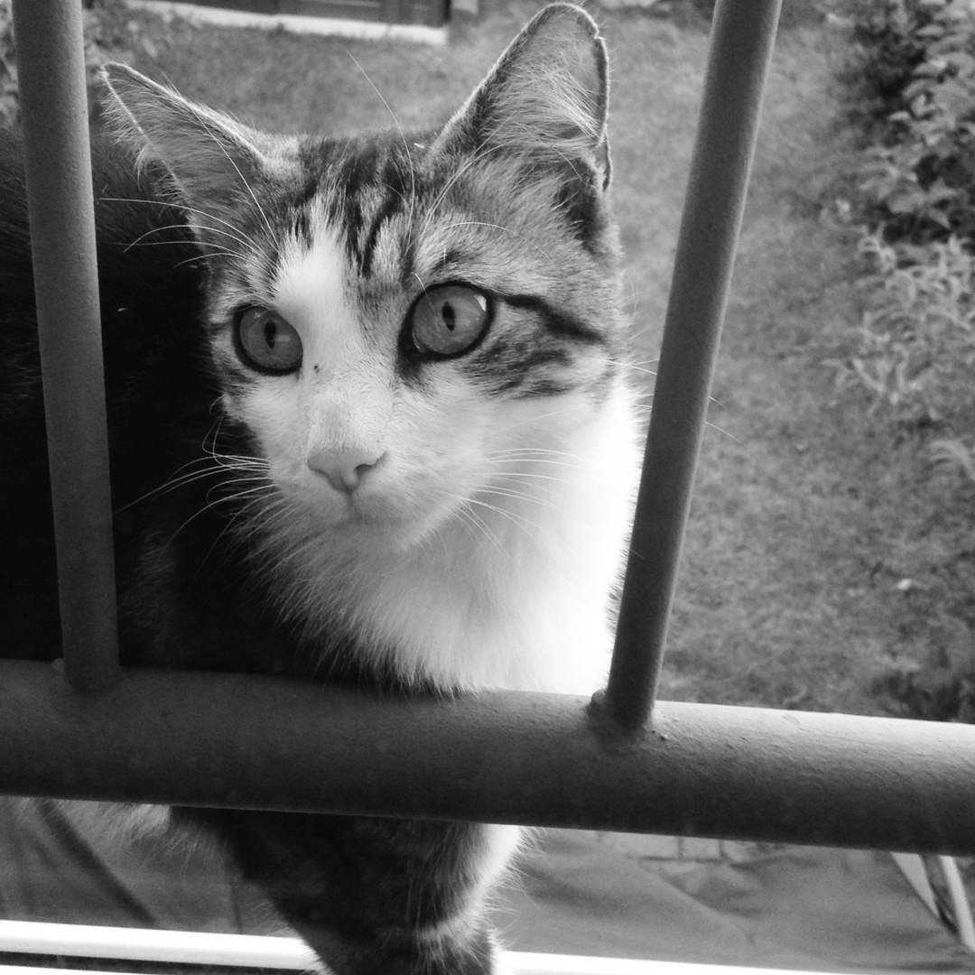 The cat next door...!