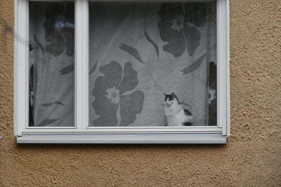 The cat on window 