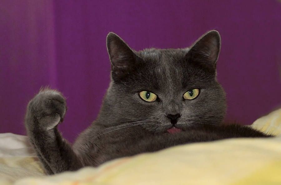 The cat who is waving with her paw