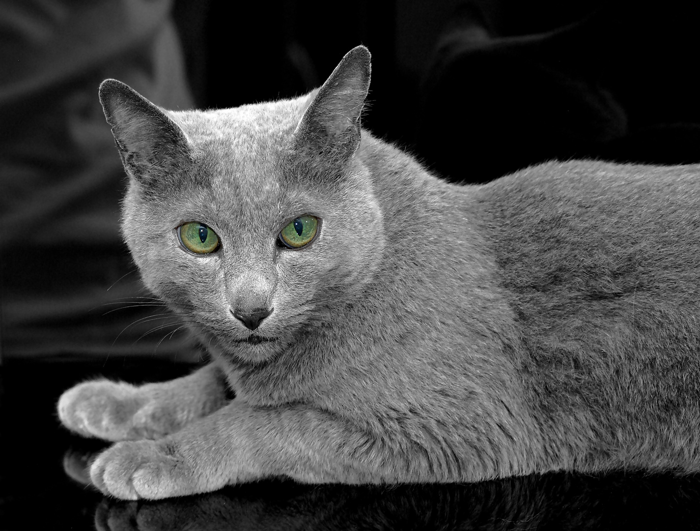 The cat with the green eyes VII