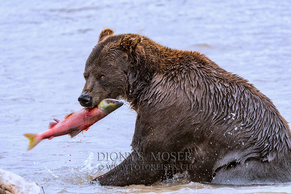 The Catch