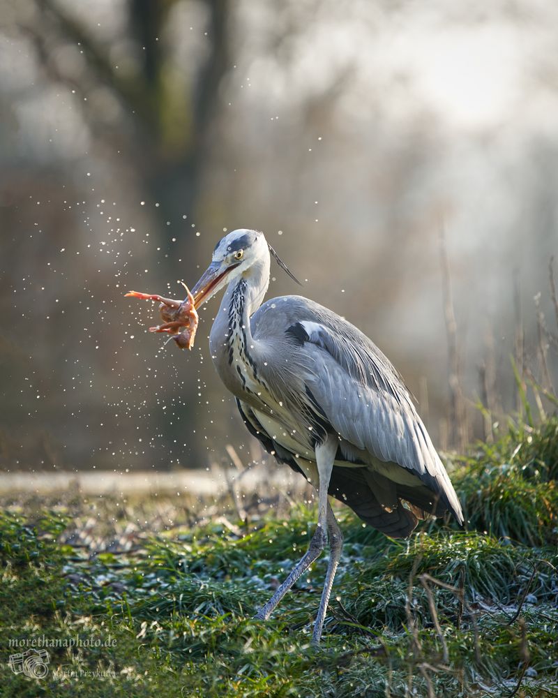 The catch