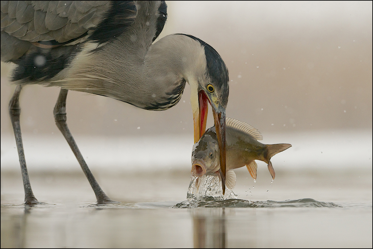 The Catch