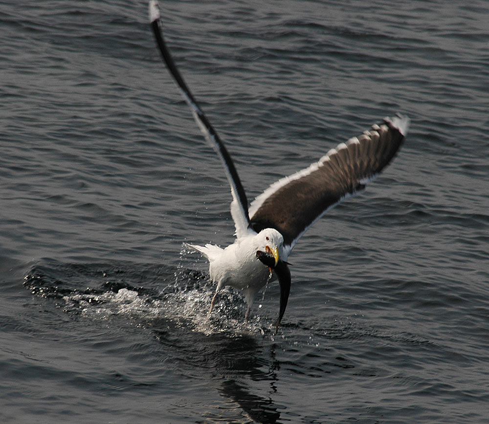 The catch!