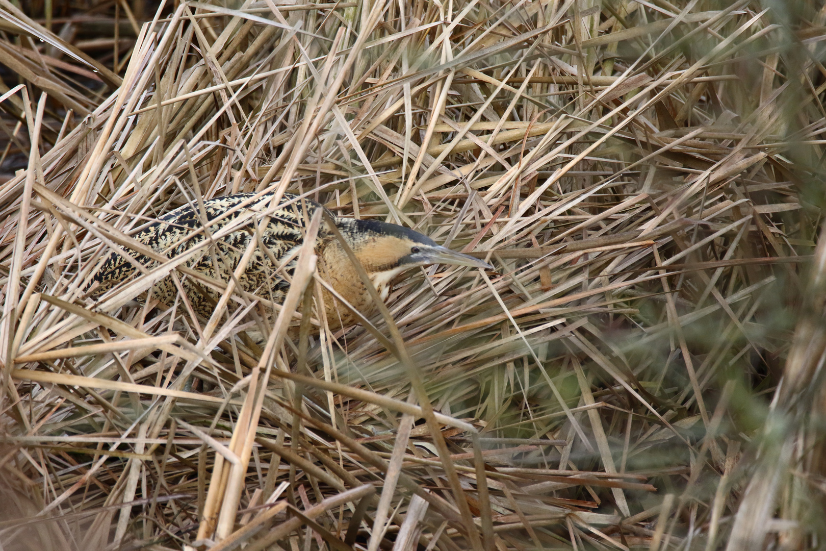 *** The catcher in the reed***