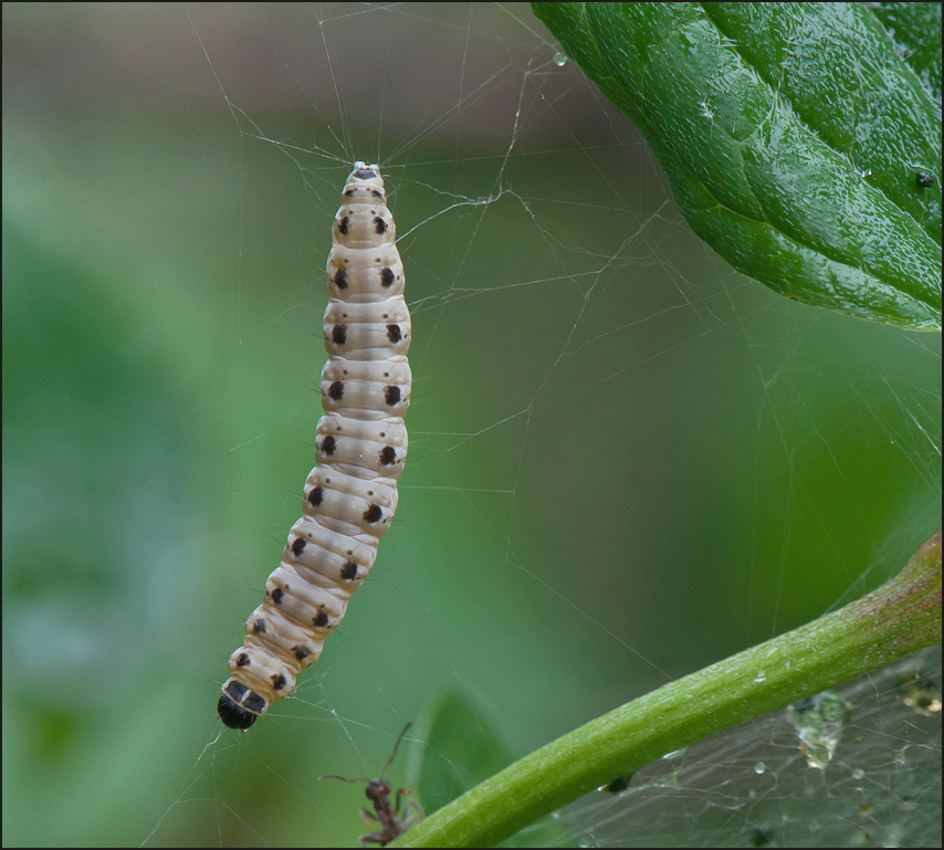 The caterpillar and the Ant