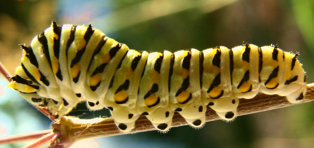 the caterpillar