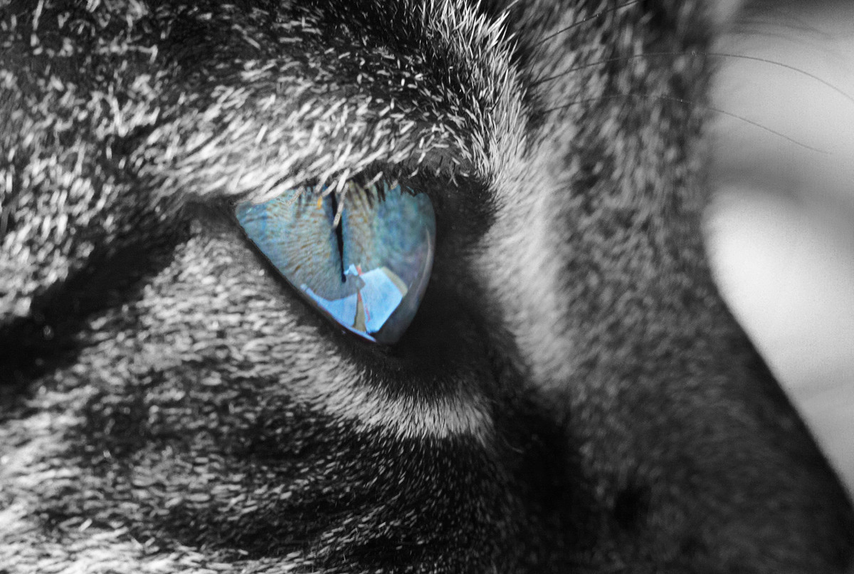 The cat's eye