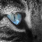 The cat's eye