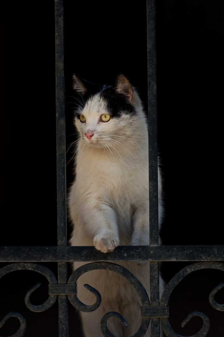 The cat.St.Petersburg.Repina street.