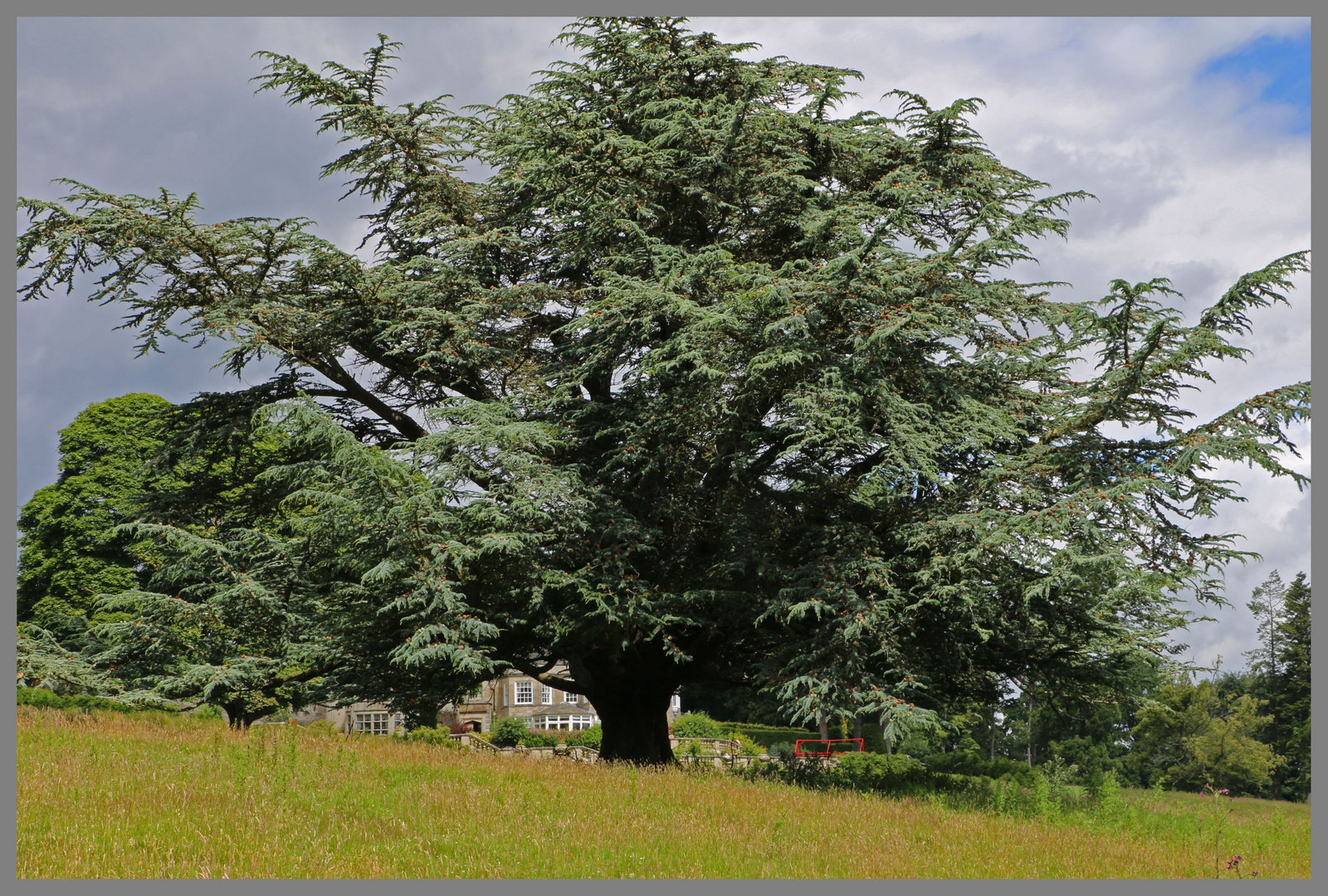 the cedar tree at holystone hall 6 Northumberland