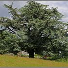 the cedar tree at holystone hall 6 Northumberland