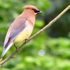 The Cedar Waxwing