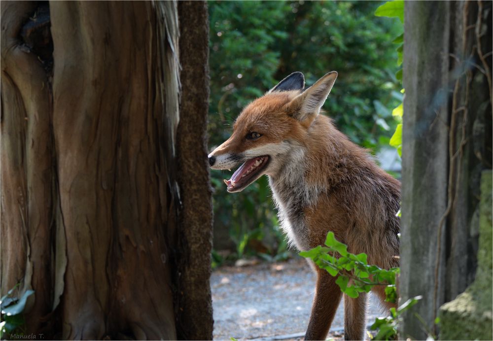 The cemetery guardian