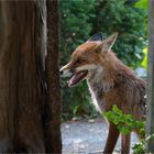 The cemetery guardian