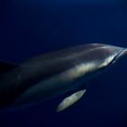 The Cetaceans Project