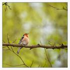 The Chaffinch (Fringilla coelebs)