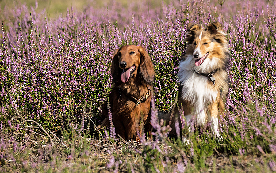 The charming girl and boy