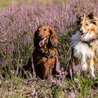 The charming girl and boy